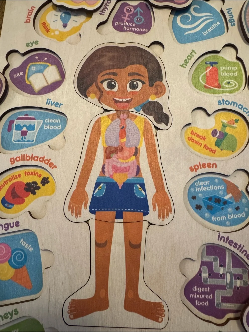 Quoakka wooden anatomy